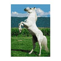 Картина по номерам Белый конь 30х40 см Molly KK0616